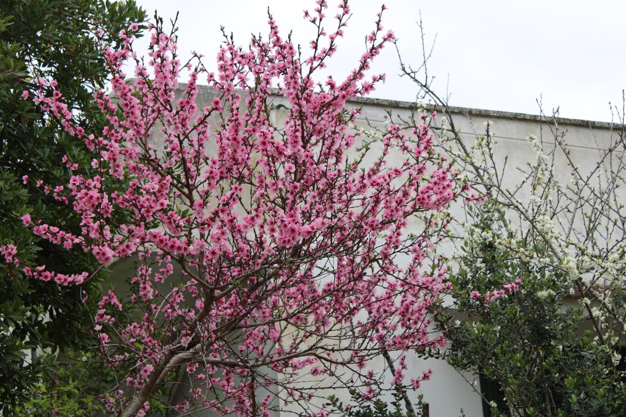 Agriturismo Lu Podere Alimini Dış mekan fotoğraf